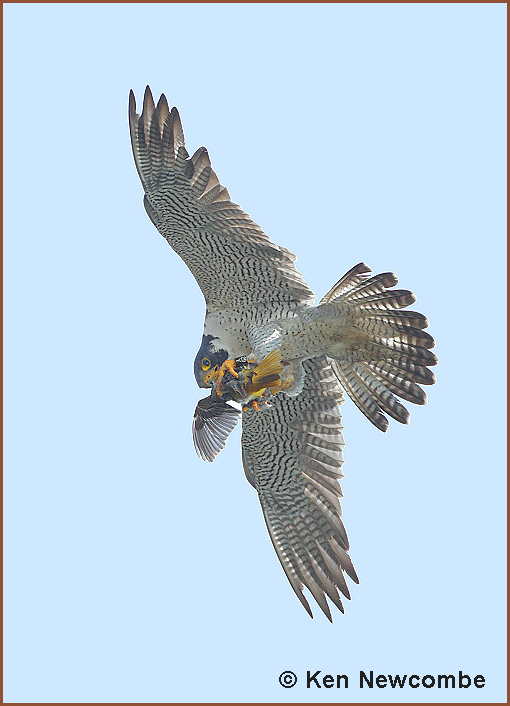 Peregrine Falcon and Baltimore Oriole